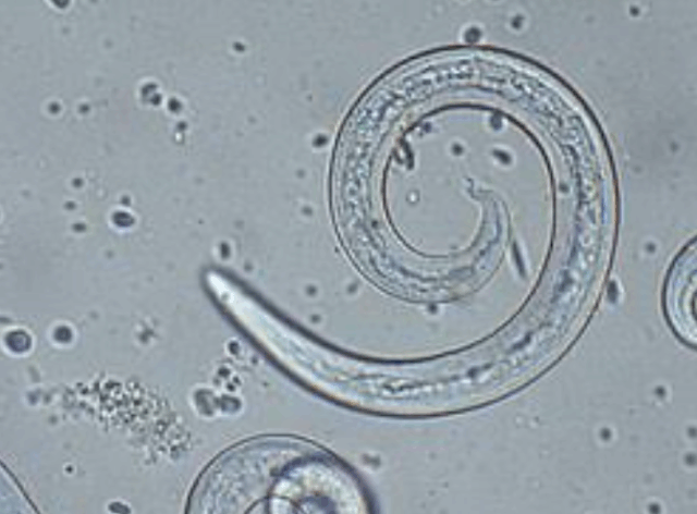Livsfarlig sygdom løs i dansk by