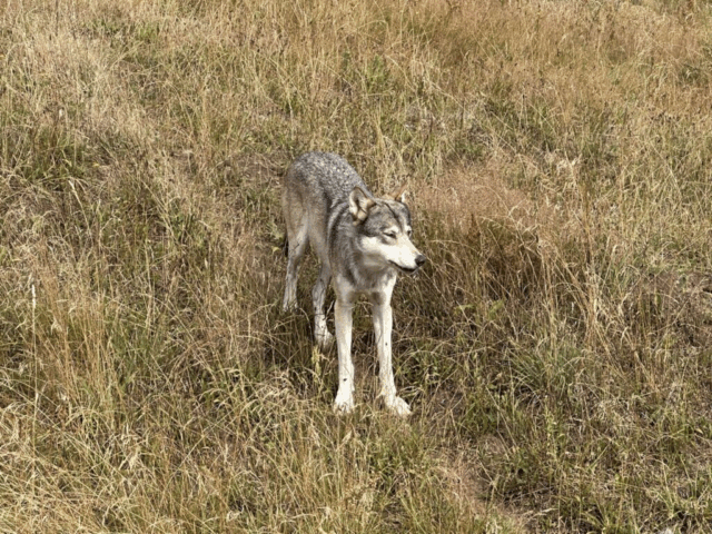 Efter nyt ulveangreb: Nu tages drastisk løsning i brug