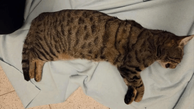 Han så ung mand hamre huskat mod fliserne igen og igen: ‘Jeg blev ved med at høre skriget’