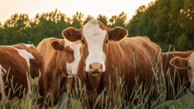 Skrækhistorier fra landbruget: Politikere laver kovending
