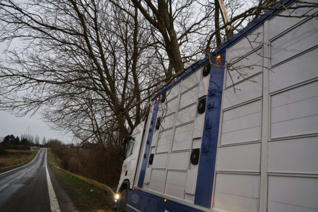 Dramatisk uheld: Tung grisetransport hænger i autoværn og træer