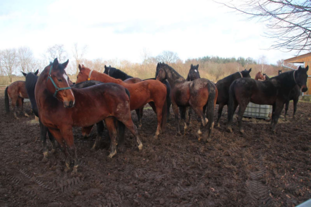16-årig pige død på stedet ved skrækkelig hesteulykke: Politiet melder ud