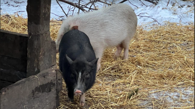 ‘Store problemer med at overholde reglerne’: Indkaldte til hastemøde