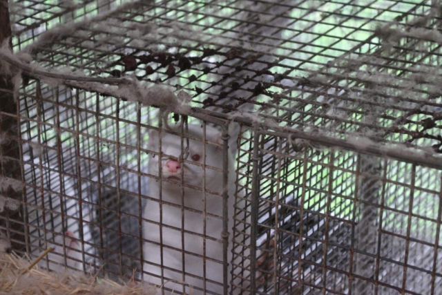 Anker til Landsretten: Minkavlere vil have flere penge