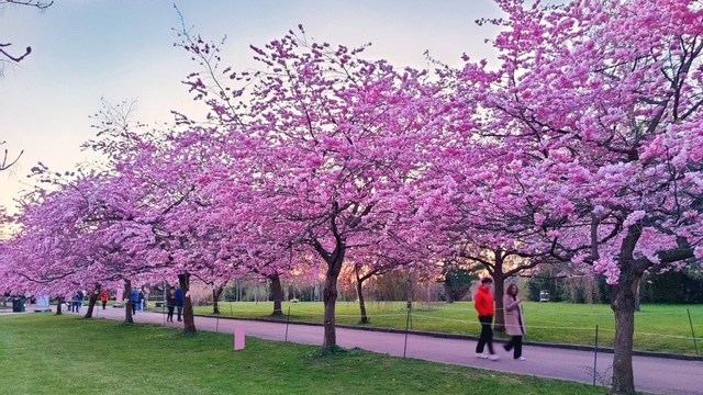 Kendt journalist erklæret terminal: ‘Jeg græder dagligt og har en bange søn’