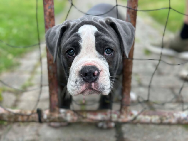 Alle hundeejere advares: Kan gøre dit kæledyr alvorligt sygt