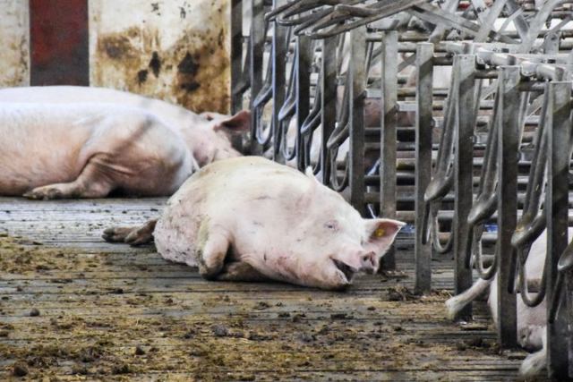 Anmeldt for brud på dyrevelfærdsloven: Landmand er ‘ligeglad’