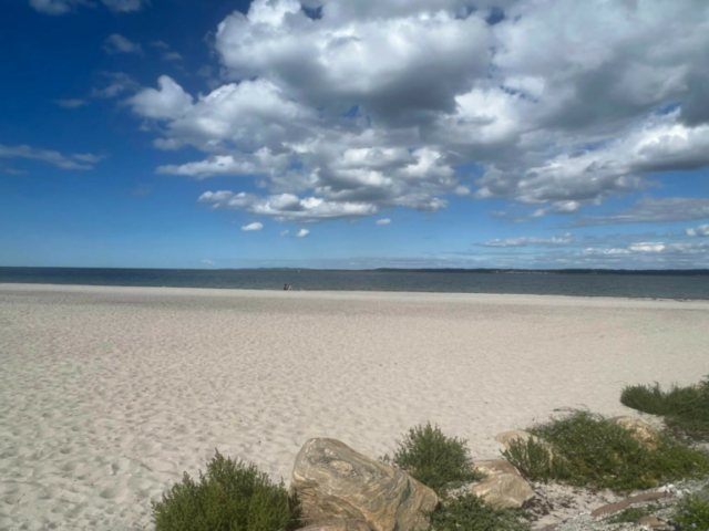 Helt vildt fund på dansk strand: Syv meter lang