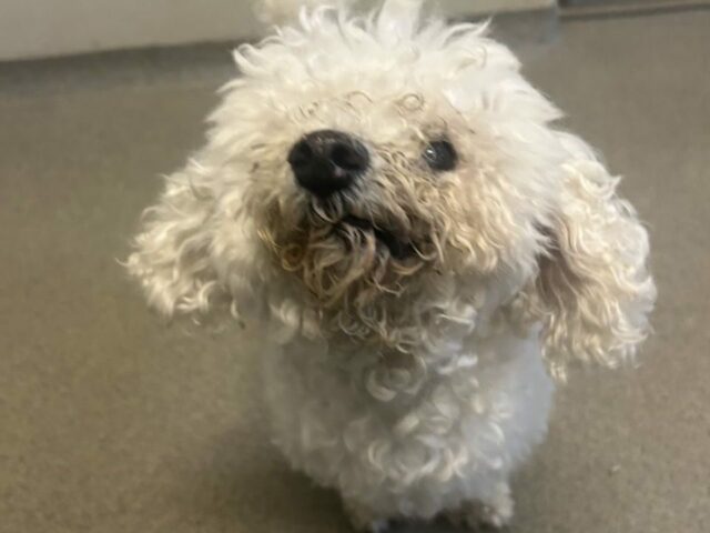 Politiet efterlyser ejer: Savner du denne hund?