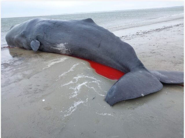 Helt vildt syn i Danmark: Fire kaskelothvaler strandet