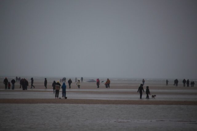 Død kæmpe skyllet op: Mange nysgerrige stimler sammen ved dansk strand