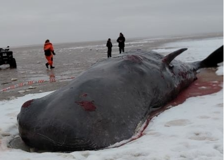 ‘Den er stadig lidt i live. Den ligger og bliver kvalt over de næste timer’