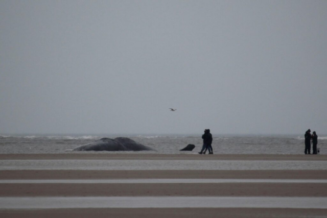 Fuldstændig absurd: Politi efterforsker hval-tyveri