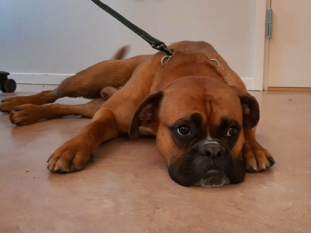 Voldsomme beskrivelser: 29-årig mishandler hund brutalt