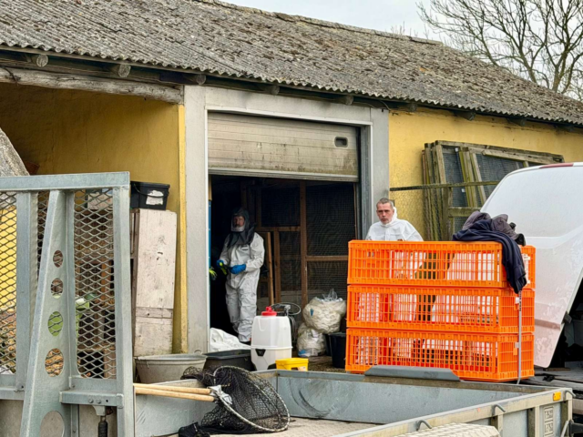 Kæmpe udbrud af fugleinfluenza: Masseaflivning