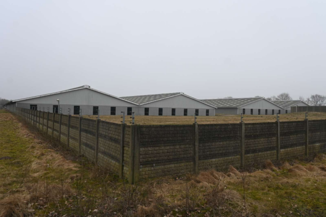 Dybt ubehagelige scener: 60.000 kyllinger gasses