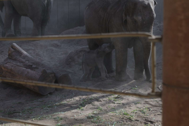 Kæmpe nyhed fra Københavns Zoo: En ny er født