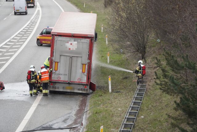 Dramatiske scener på motorvej lige nu: Dyretransport står i flammer