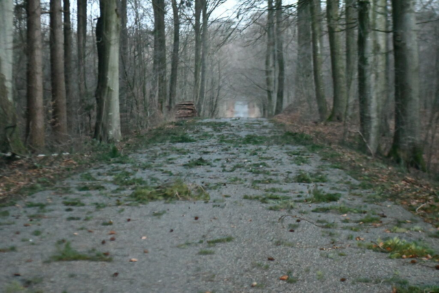 Mor, teenager og baby dræbt af væltet træ