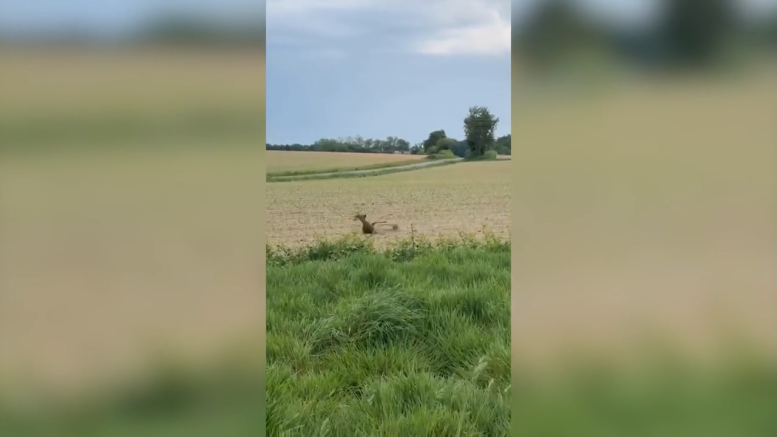 Fuld hjort i Frankrig