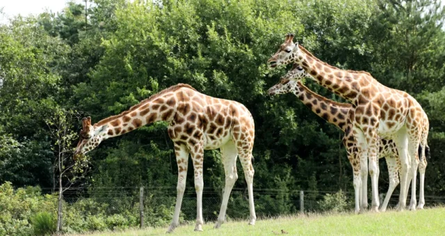 Giraf kollapser foran gæster i dansk zoo: Dør på stedet