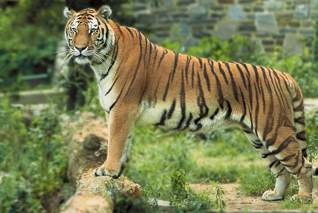 Ophidset mand går amok: Ender midt i Zoos tigerbur